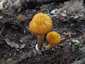 Narancsos csengettyűgomba (Pluteus variabilicolor), Velencei-hegység